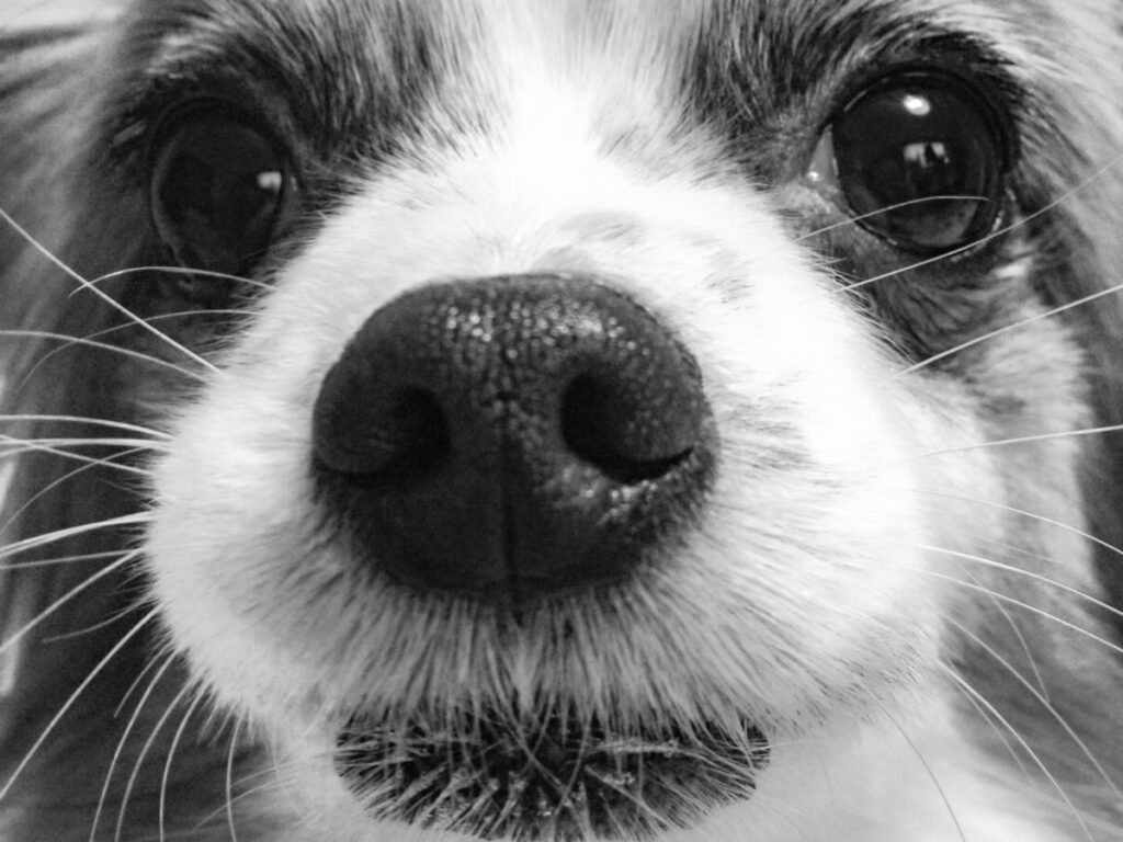先代マスコットのクウと、飼い主兼創業メンバーのカワムラ