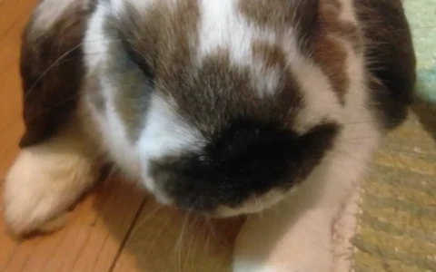 マスコット“クウ”からスタッフ紹介